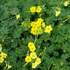 Oxalis pes-caprae