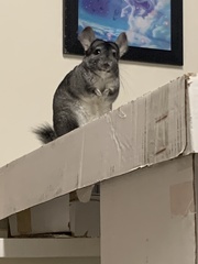 Chinchilla lanigera