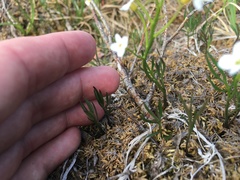 Cardamine digitata