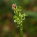 Small Onion Orchid - Photo (c) Mike Lusk, some rights reserved (CC BY-NC), uploaded by Mike Lusk