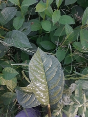 Lonicera involucrata