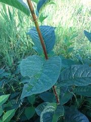 Lonicera involucrata