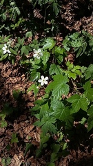 Ranunculus aconitifolius