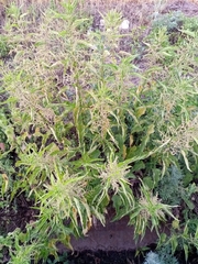 Urtica dioica