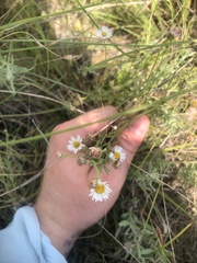 Erigeron tenuis