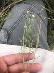 Erigeron tenuis