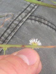 Erigeron tenuis