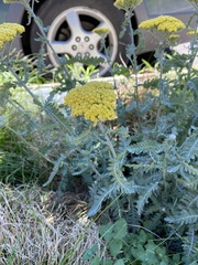 Achillea filipendulina