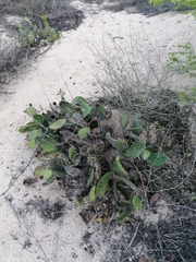 Opuntia decumbens