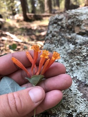 Lonicera arizonica
