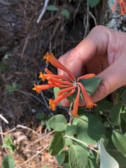 Lonicera arizonica