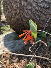 Lonicera arizonica