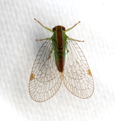 Nurunderia chrysopoides