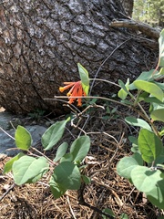 Lonicera arizonica
