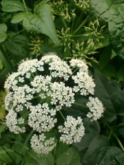 Aegopodium podagraria