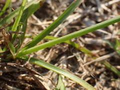 Cyperus cristatus