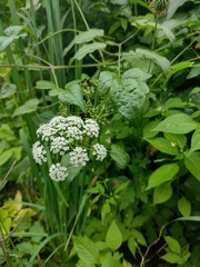 Aegopodium podagraria