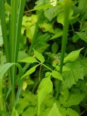 Aegopodium podagraria