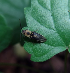 Megapenthes limbalis