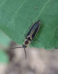 Megapenthes limbalis
