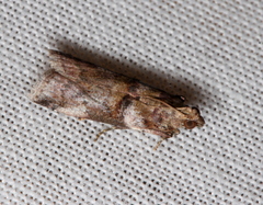 Conobathra hemichlaena