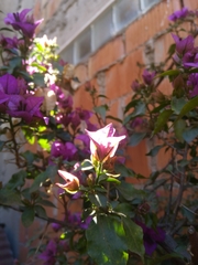 Bougainvillea glabra