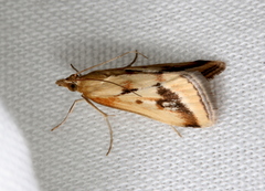 Achyra massalis