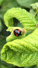 Harmonia axyridis