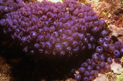 Pycnoclavella diminuta