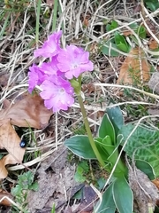 Primula glaucescens