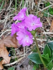 Primula glaucescens