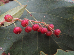 Vaccinium lundellianum