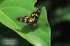 Exsula dentatrix albomaculata