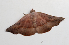 Laspeyria concavata
