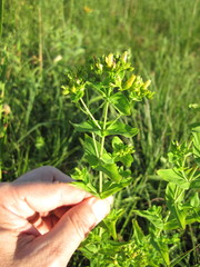 Hypericum pseudomaculatum
