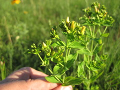Hypericum pseudomaculatum