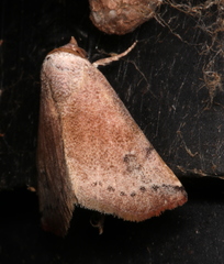 Mataeomera mesotaenia