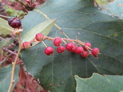 Vaccinium lundellianum