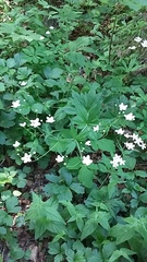 Ranunculus aconitifolius