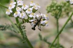 Chamaesphecia empiformis