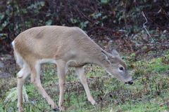 Odocoileus virginianus leucurus
