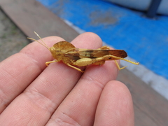 Pyrgodera armata