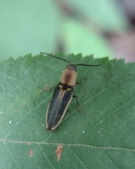 Megapenthes limbalis