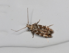 Otonoma anemois