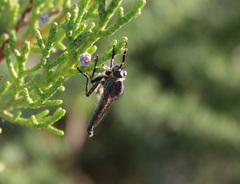 Asilinae