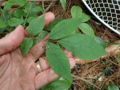 Fraxinus pennsylvanica subintegerrima