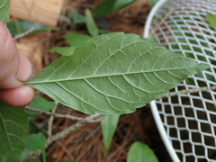 Fraxinus pennsylvanica subintegerrima
