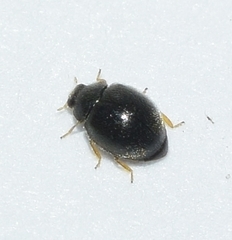 Stethorus pusillus