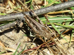 Aiolopus strepens