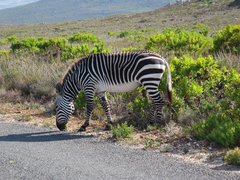 Equus zebra zebra